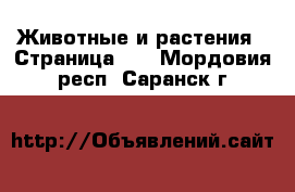  Животные и растения - Страница 37 . Мордовия респ.,Саранск г.